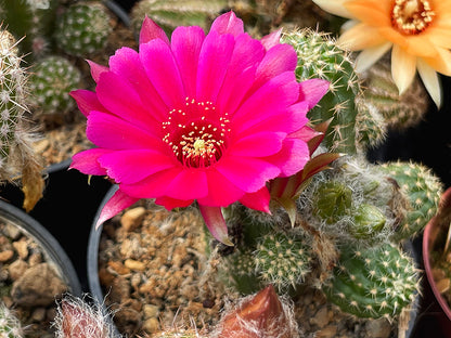 Chamaecereus hybr. Hajek 23.017
