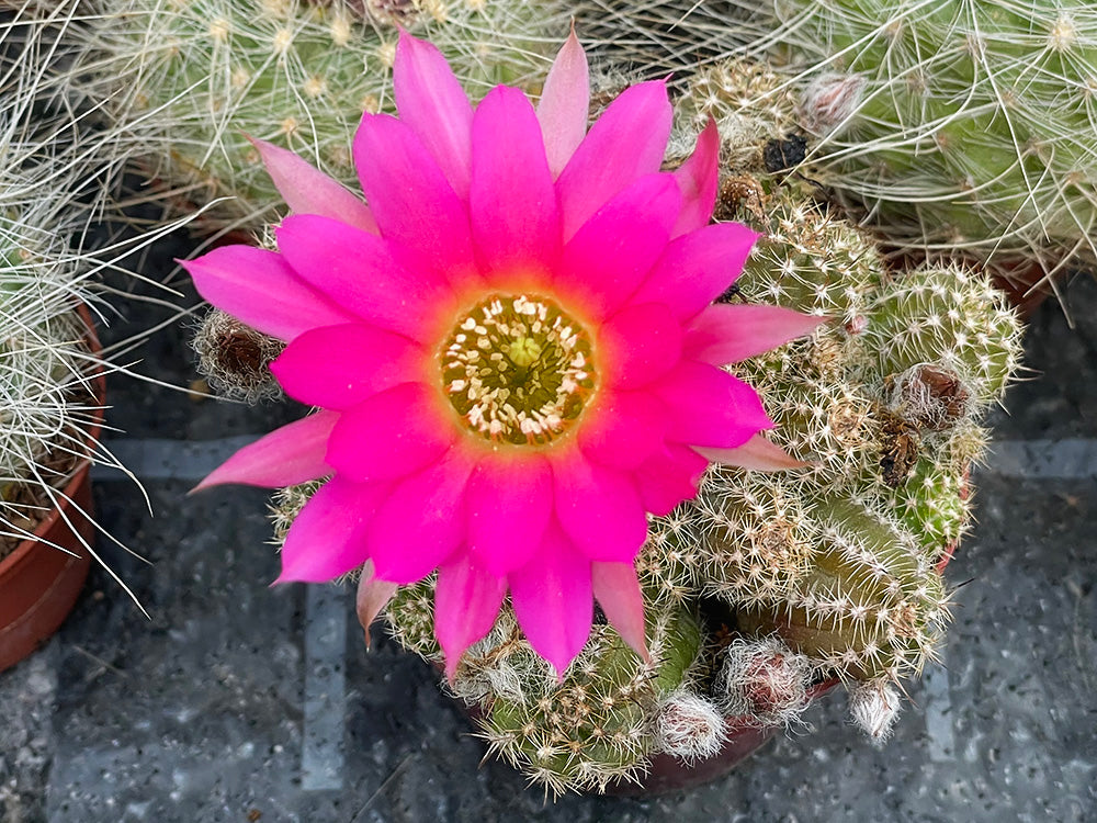 Chamaecereus hybr. Hajek 23.031