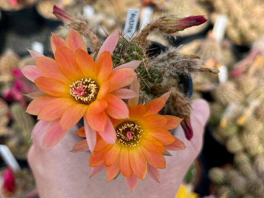 Chamaecereus hybr. Aurora