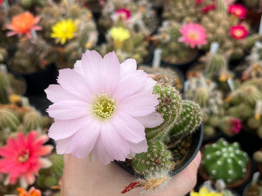 Chamaecereus hybr. Lincoln Paradise