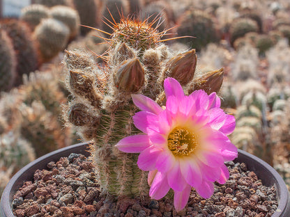 Chamaecereus hybr. Lincoln-Traum