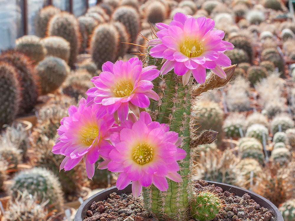 Chamaecereus hybr. Lincoln-Traum