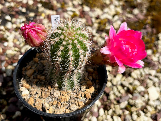 Chamaecereus hybr. PAN 17.8.112