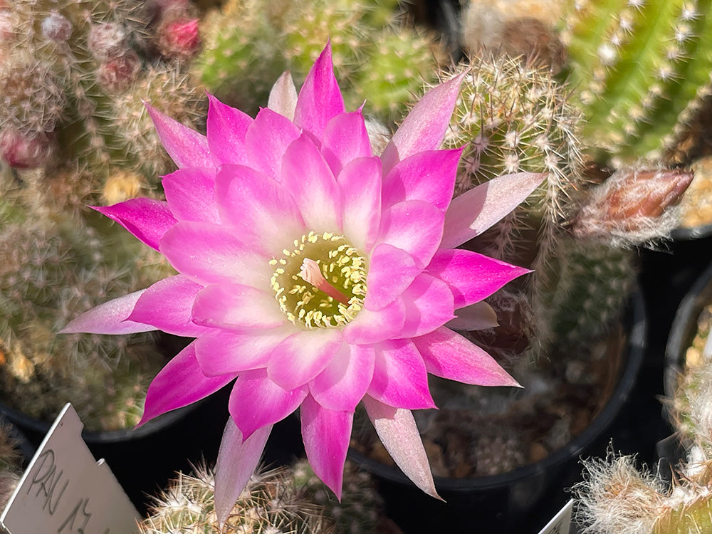Chamaecereus hybr. PAN 17.8.5