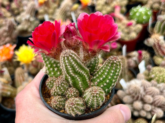 Chamaecereus hybr. PK 1