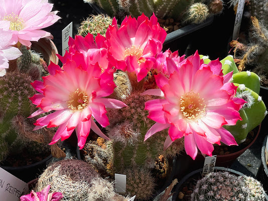 Chamaecereus hybr. PAN 17.8.388