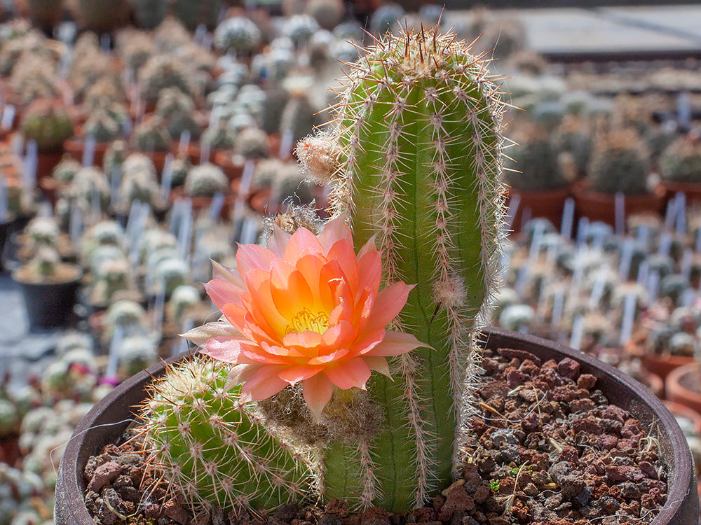 Chamaecereus hybr. Lincoln-Traum