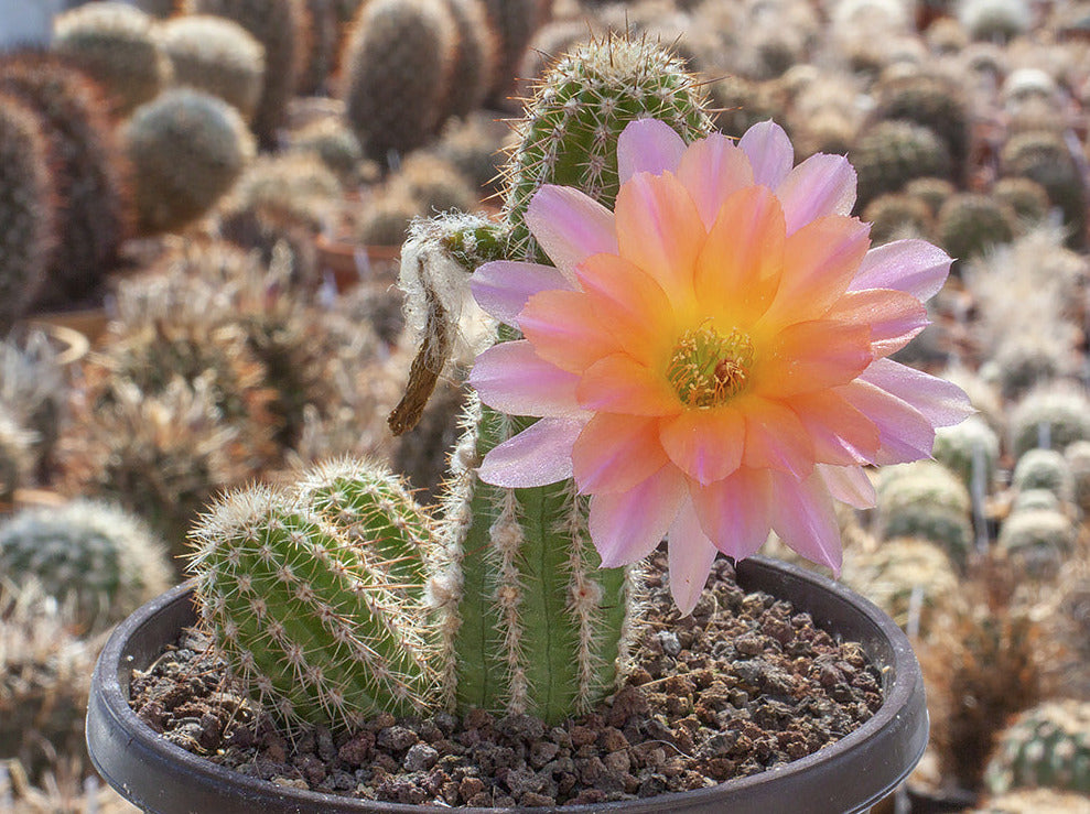 Chamaecereus hybr. Perla di Verone