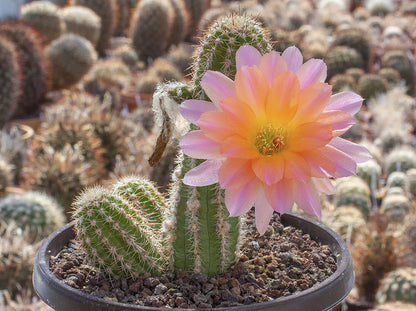 Chamaecereus hybr. Lincoln-Traum