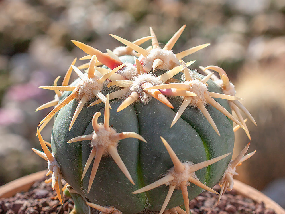 Echinocactus horizonthalonius cv. SHIROTOGE SUIHEIMARU - 10 seeds