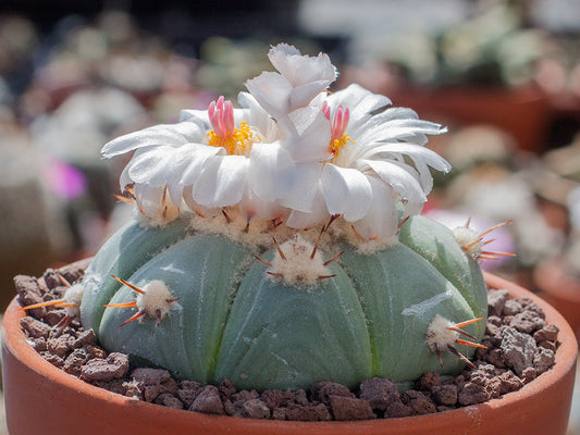 Echinocactus horizonthalonius v. subikii RS 615 Ejido Soledad, NL - 10 seeds