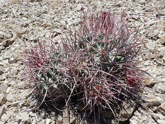 Echinocactus polycephalus Chocolate Mts, Cal - 10 seeds