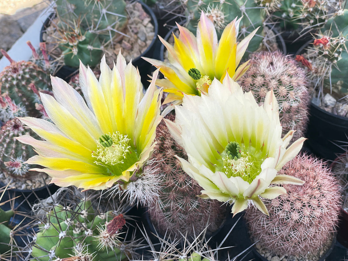Echinocereus dasyacanthus SB 870 San Miguel Co, NM - 10 seeds