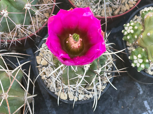 Echinocereus fendleri ssp. kuenzleri SB 353 - 10 seeds