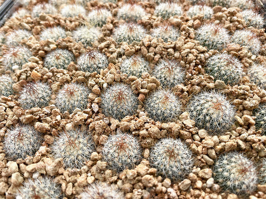 Echinofossulocactus multicostatus HAL 70 La Muralla, Coah