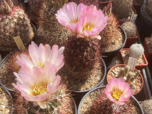 Echinomastus erectocentrus var. acunensis ZJ 694a, E of Florence, Pinal Co, Az - 10 seeds