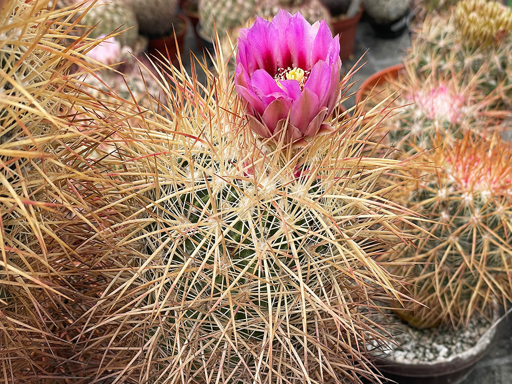 Echinomastus johnsonii VZD 316 Littlefield, Mohave Co, Az - 10 seeds