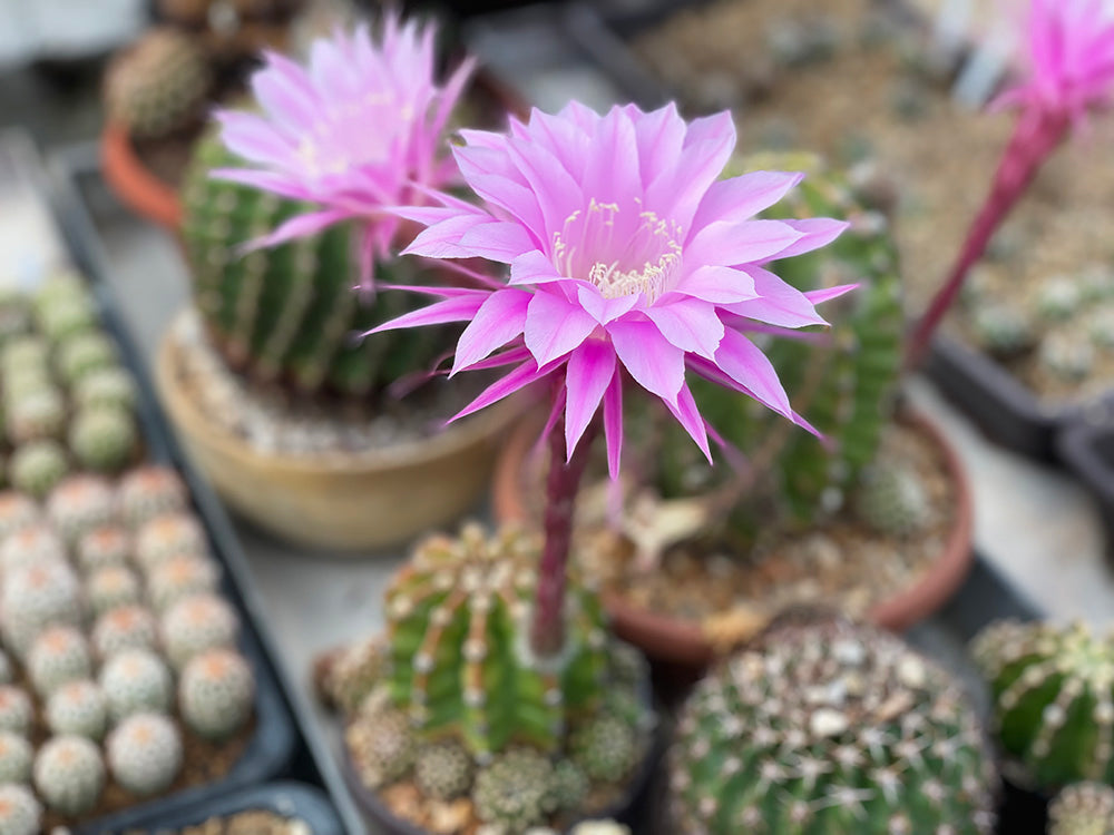 Echinopsis werdermanii