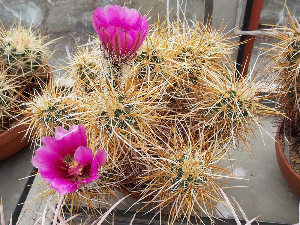 Echinocereus engelmannii Joshua Tree, Cal - 10 seeds