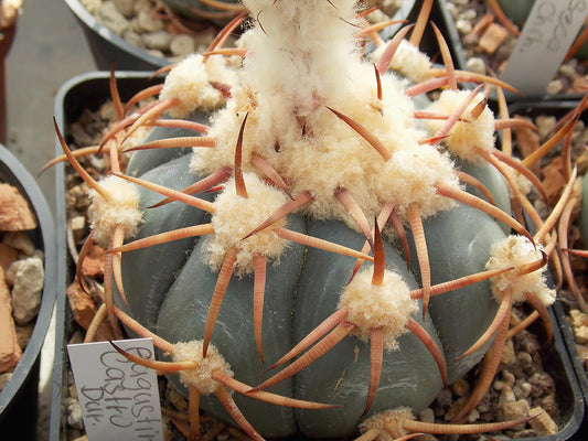 Echinocactus horizonthalonius Augustin Castro, Dur - 10 seeds