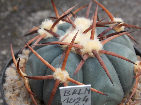 Echinocactus horizonthalonius BKLM 1024 San Juan de Heredia, Dur - 10 seeds