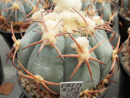 Echinocactus horizonthalonius BKLM 1029 West of Cuba, Dur - 10 seeds