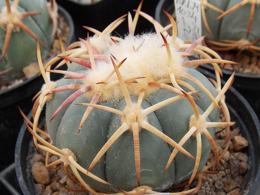 Echinocactus horizonthalonius BKLM 1034 West of Flechas, Dur - 10 seeds