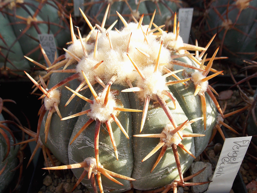 Echinocactus horizonthalonius RC 174 El Vergel, Gto - 10 seeds