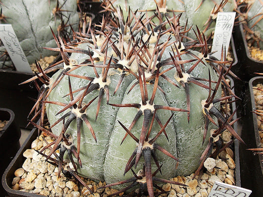 Echinocactus horizonthalonius IDD 57/99 Cuauhtemoc, Coah - 10 seeds