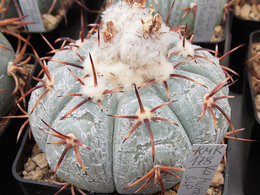 Echinocactus horizonthalonius KMR 189 La Cardona, SLP - 10 seeds