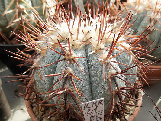 Echinocactus horizonthalonius KMR 21 Huizache, SLP - 10 seeds