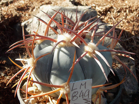 Echinocactus horizonthalonius v. nicholii LM 849 Waterman Mts, Az - 10 seeds