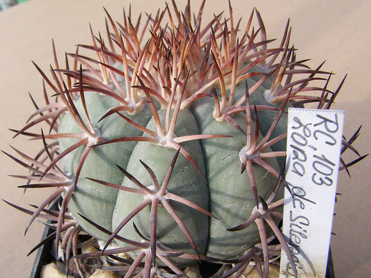 Echinocactus horizonthalonius RC 103 Zóna de Silencio, Dur – 10 seeds