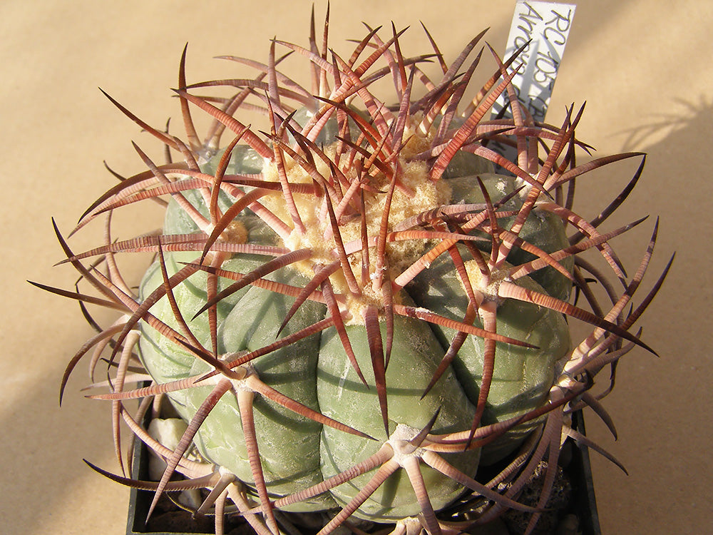 Echinocactus horizonthalonius RC 105 Arroyo de Cruces, Dur - 10 seeds