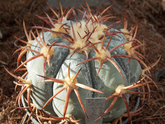Echinocactus horizonthalonius RC 105 Arroyo de Cruces, Dur - 10 seeds