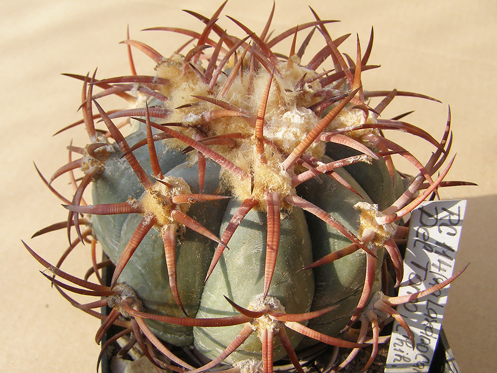 Echinocactus horizonthalonius RC 114 Del Torro, Chih – 10 seeds