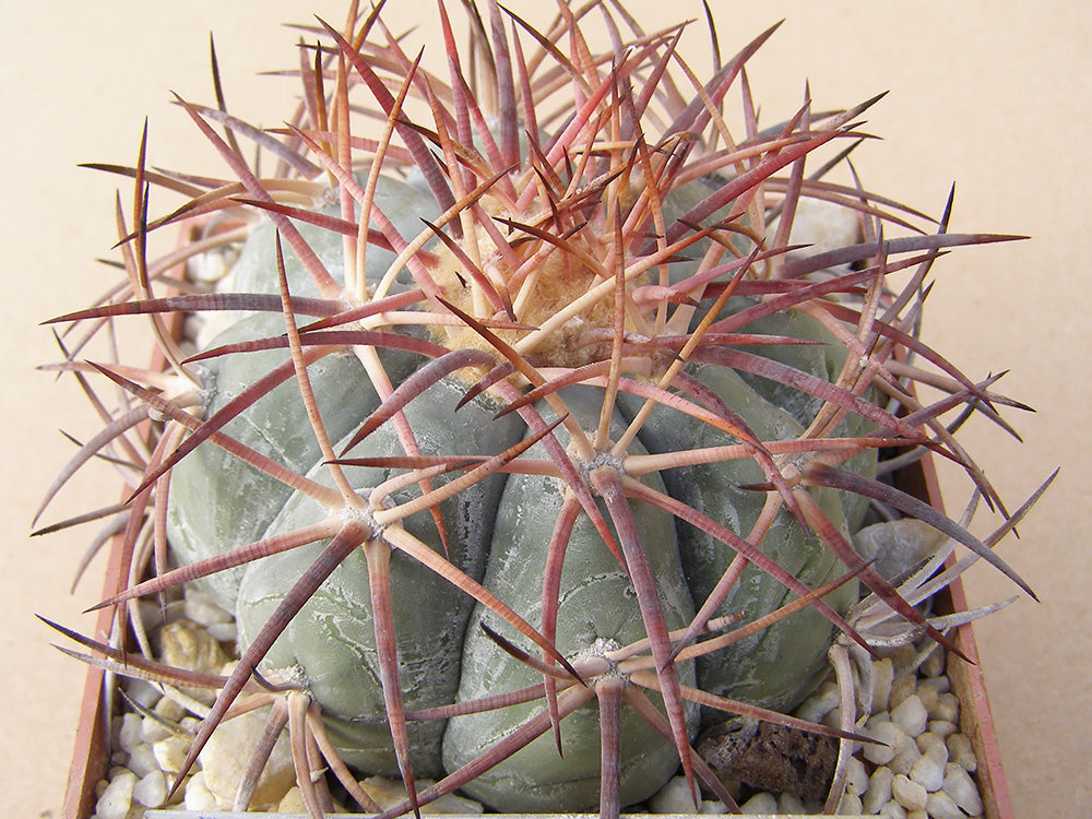 Echinocactus horizonthalonius RC 123 Alicante, Coah - 10 seeds