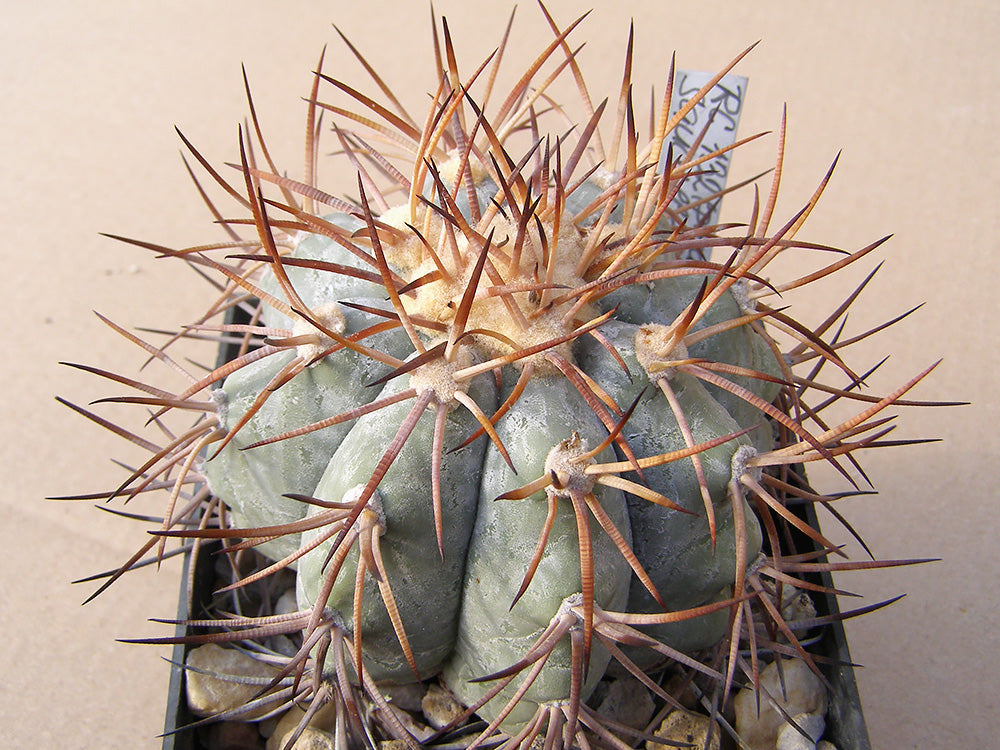 Echinocactus horizonthalonius RC 132 Saucillo, Coah - 10 seeds