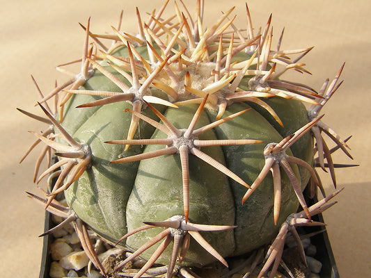 Echinocactus horizonthalonius RC 179 Baňon, Zac – 10 seeds