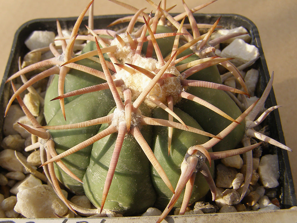 Echinocactus horizonthalonius RC 181, 11 km for Baňon, Zac – 10 seeds