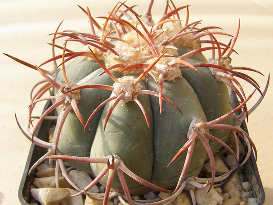 Echinocactus horizonthalonius RC 205 Corrales Santa Rosalita, Chih – 10 seeds