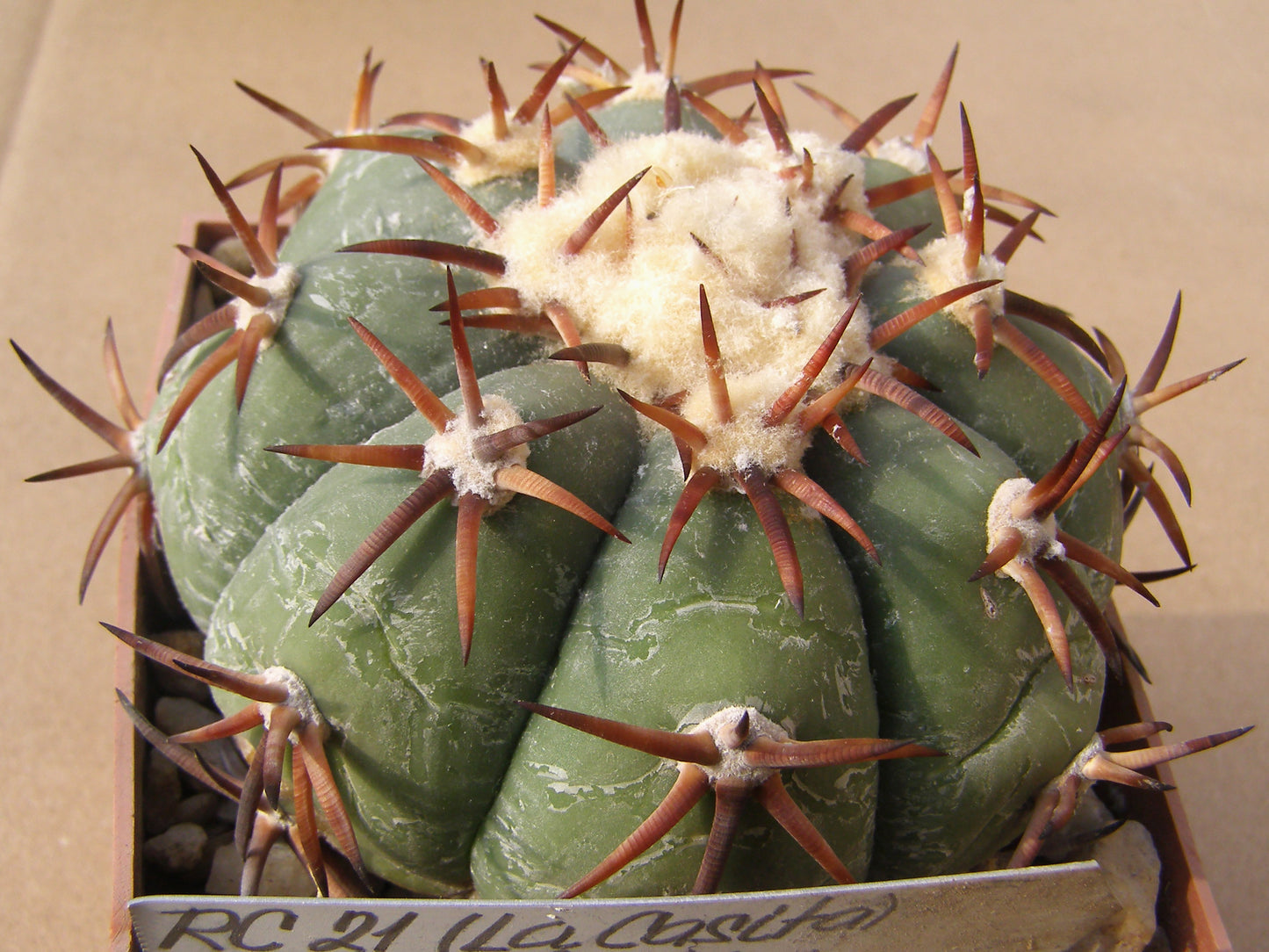 Echinocactus horizonthalonius RC 21 El Aguila, Zac – 10 seeds