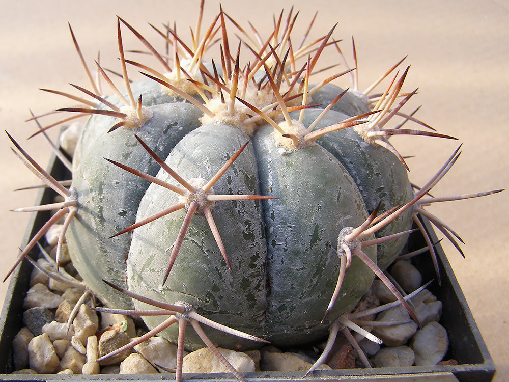 Echinocactus horizonthalonius RC 247 San Jerónimo, Zac - 10 seeds