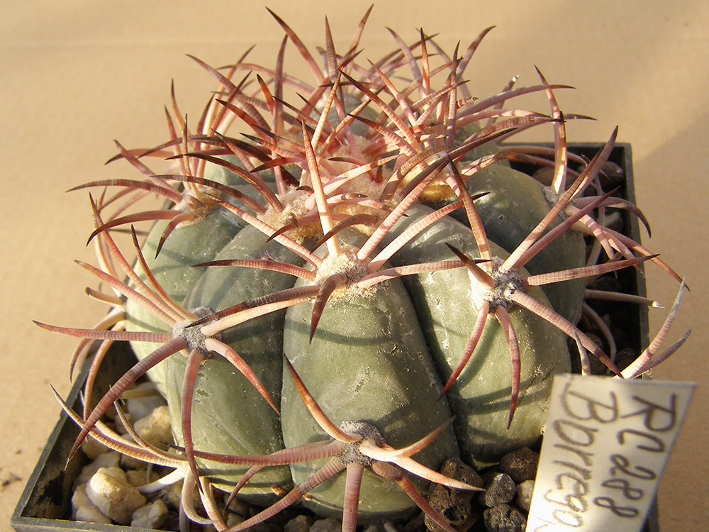 Echinocactus horizonthalonius RC 288 Borrego, Coah – 10 seeds