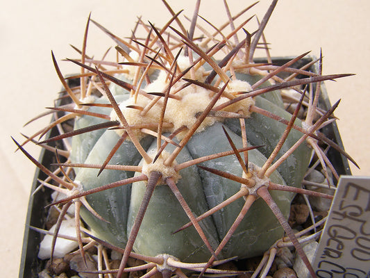 Echinocactus horizonthalonius RC 300 Est. Gen. Cos, Coah – 10 seeds