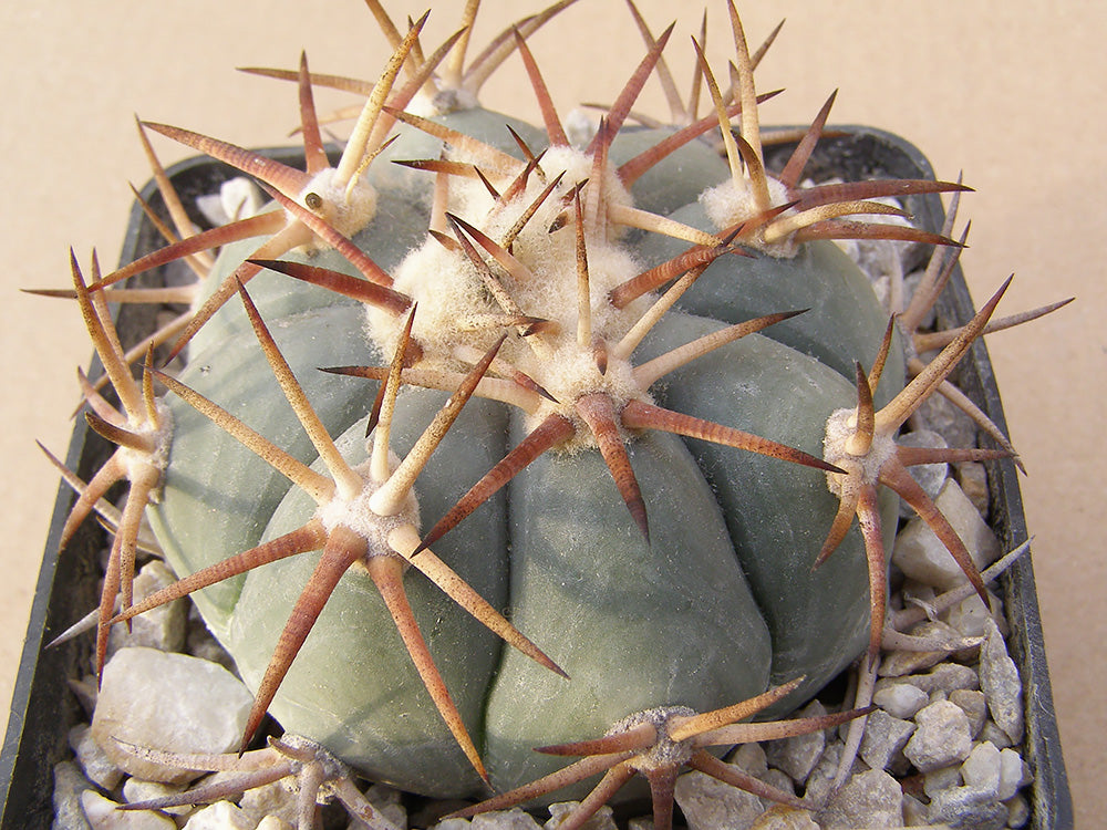 Echinocactus horizonthalonius RC 321 Los Novillos, Zac – 10 seeds