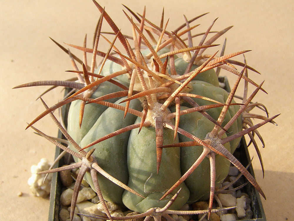 Echinocactus horizonthalonius RC 499 Moser, Terrell Co, Tx – 10 seeds