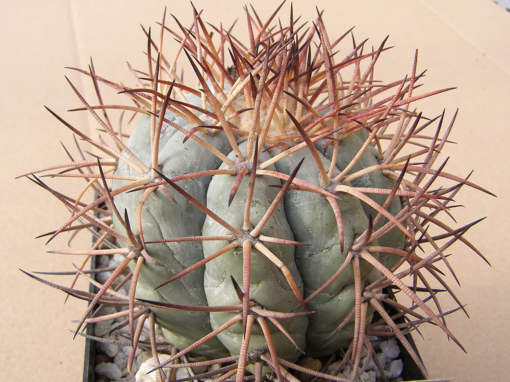 Echinocactus horizonthalonius RC 70 Las Margaritas, Coah – 10 seeds