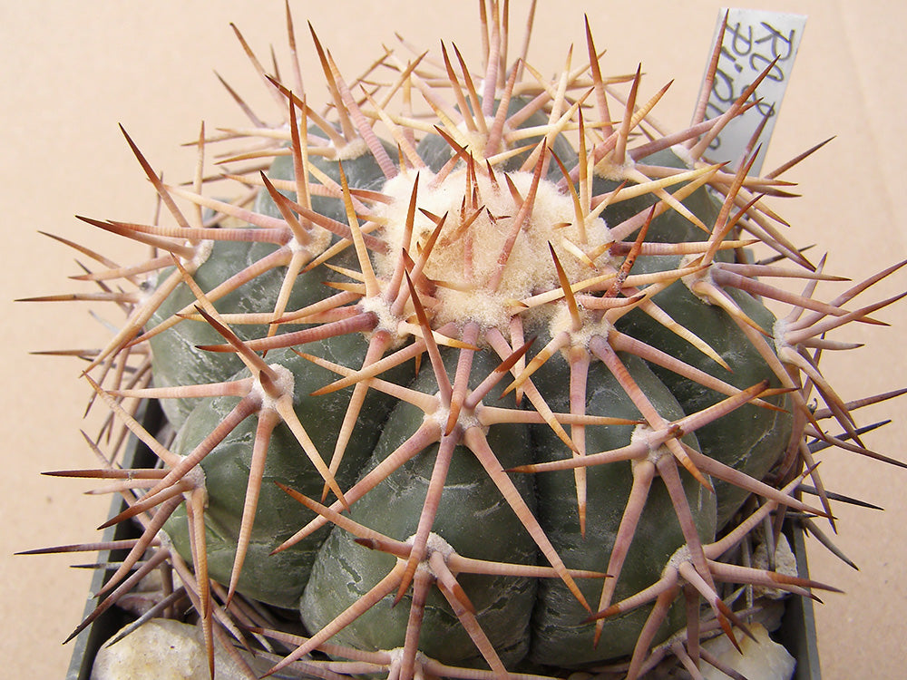 Echinocactus horizonthalonius RC 8 Piňos, Zac – 10 seeds