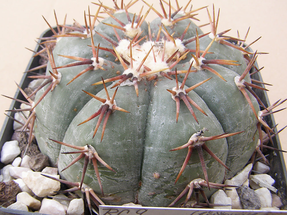 Echinocactus horizonthalonius RC 9 La Pendencia, Zac – 10 seeds